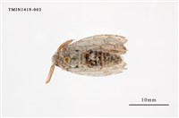 藏品(尖翅蛾科)的圖片